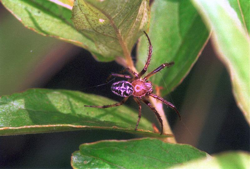 Larinioides_cornutus_F1571_Z_79_Les Gris_Frankrijk.jpg